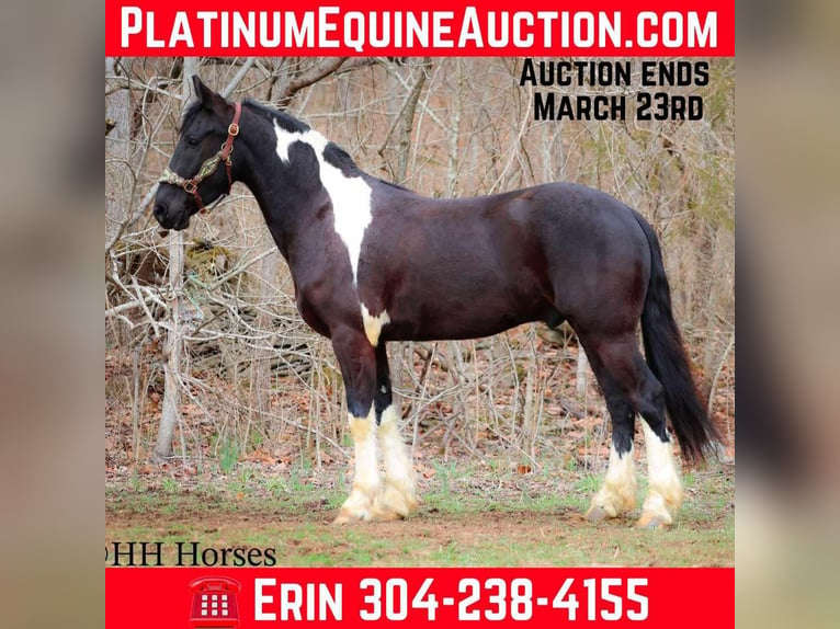 Draft Horse Gelding 4 years 15,2 hh Tobiano-all-colors in Flemingsburg KY