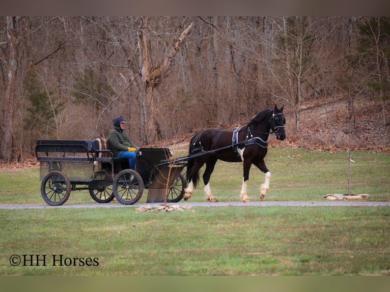 Draft Horse Gelding 4 years 15,2 hh Tobiano-all-colors in Flemingsburg KY