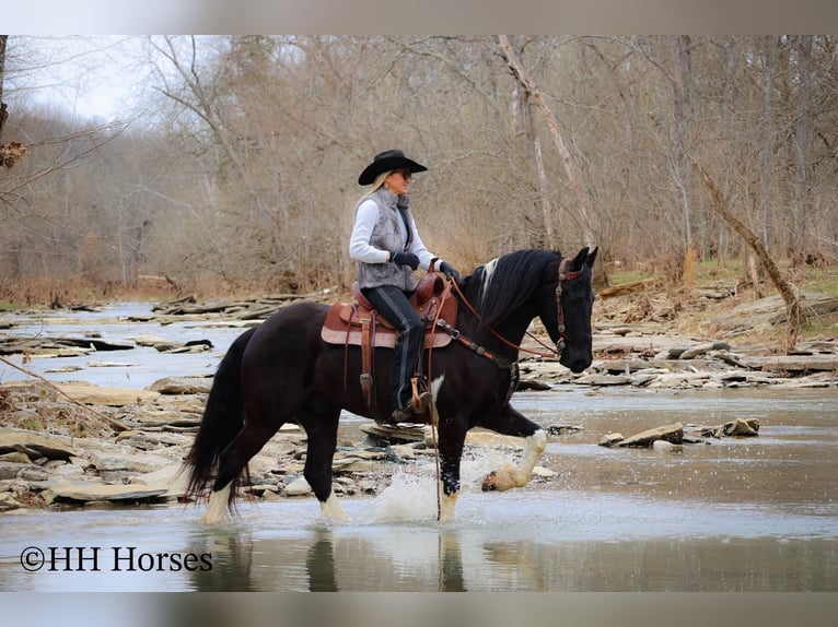 Draft Horse Gelding 4 years 15,2 hh Tobiano-all-colors in Flemingsburg KY