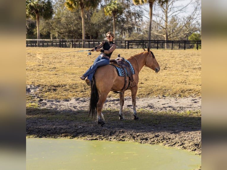 Draft Horse Mix Gelding 4 years 15.3 hh Dun in Ocala
