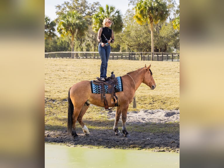 Draft Horse Mix Gelding 4 years 15.3 hh Dun in Ocala
