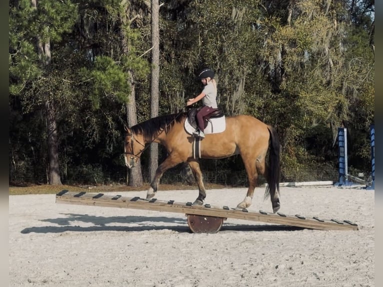 Draft Horse Mix Gelding 4 years 15.3 hh Dun in Ocala