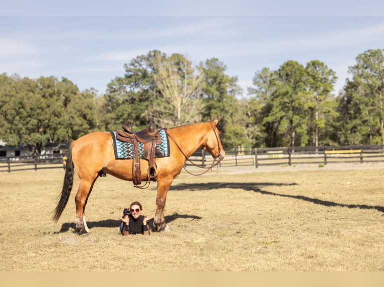 Draft Horse Mix Gelding 4 years 15.3 hh Dun in Ocala