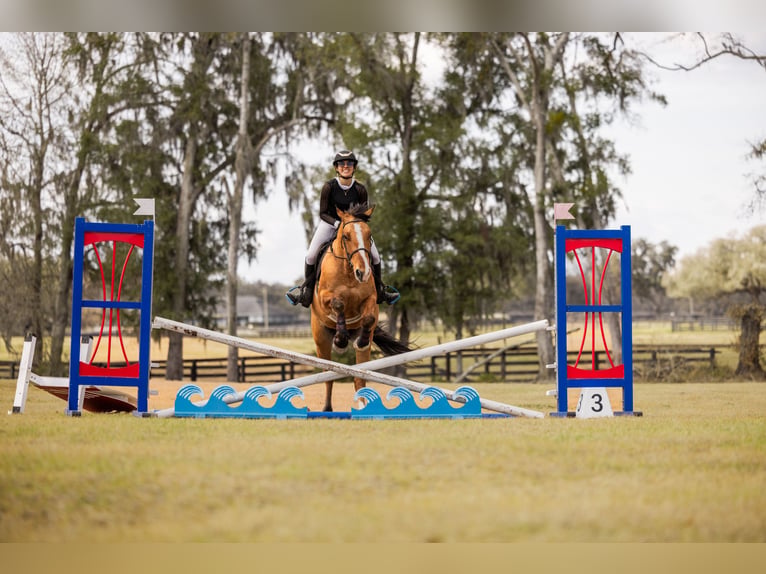 Draft Horse Mix Gelding 4 years 15.3 hh Dun in Ocala