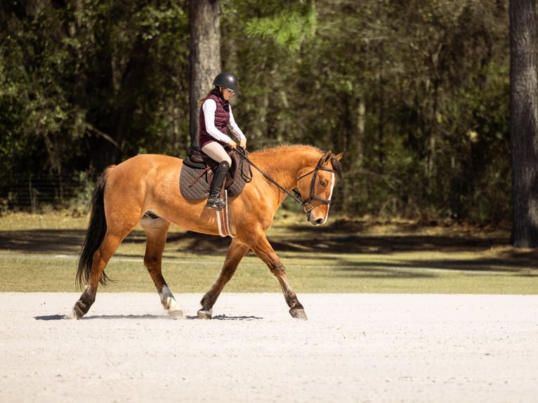 Draft Horse Mix Gelding 4 years 15.3 hh Dun in Ocala