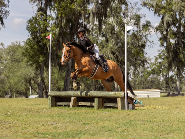 Draft Horse Mix Gelding 4 years 15.3 hh Dun in Ocala