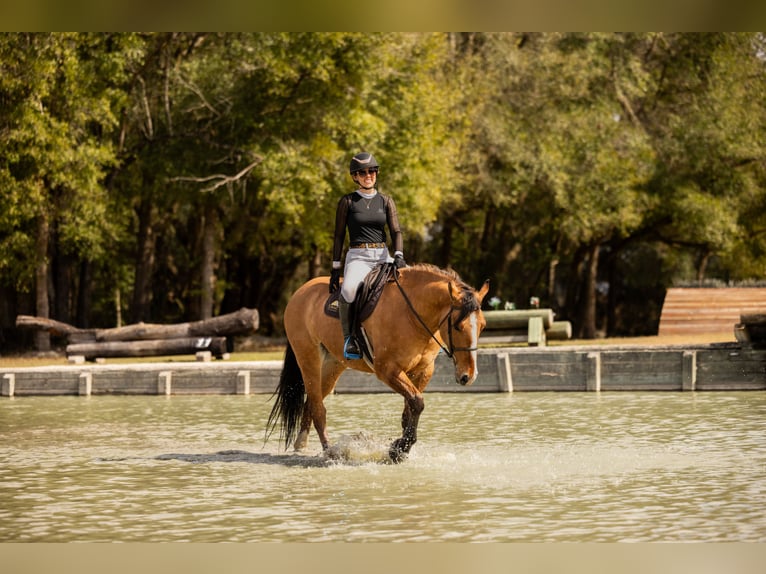 Draft Horse Mix Gelding 4 years 15.3 hh Dun in Ocala