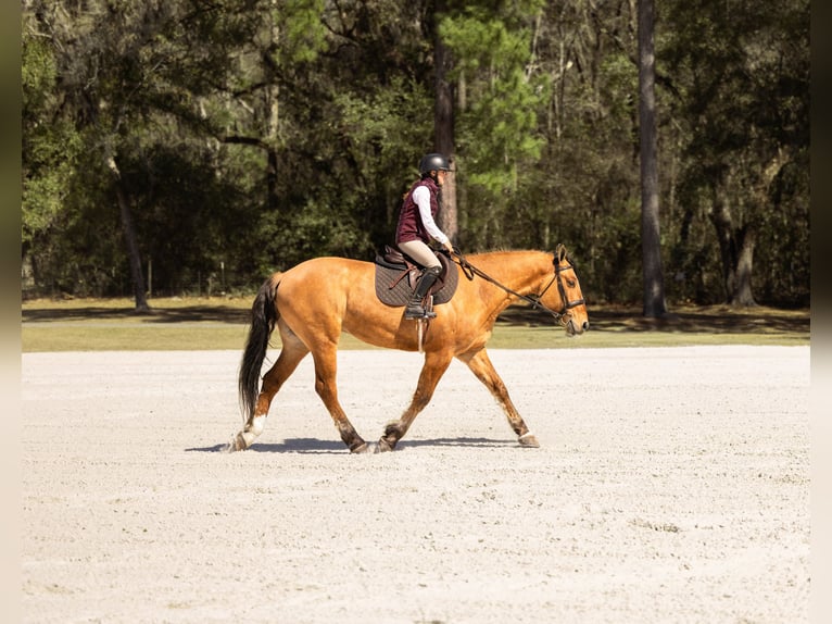 Draft Horse Mix Gelding 4 years 15.3 hh Dun in Ocala