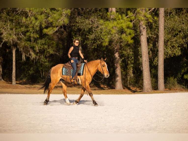 Draft Horse Mix Gelding 4 years 15.3 hh Dun in Ocala