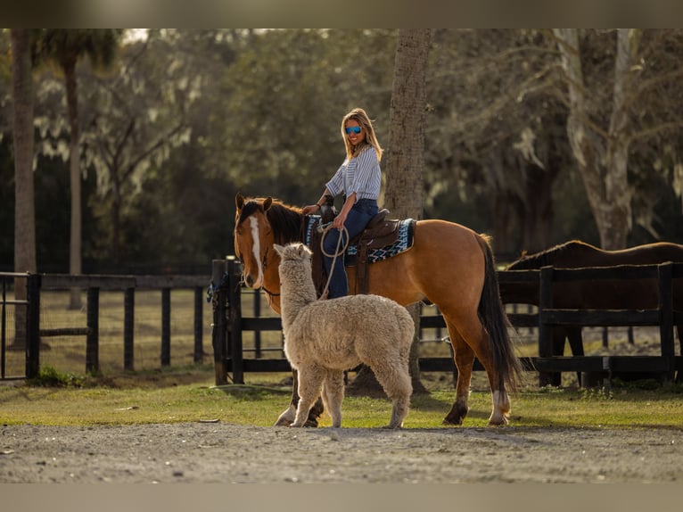 Draft Horse Mix Gelding 4 years 15.3 hh Dun in Ocala