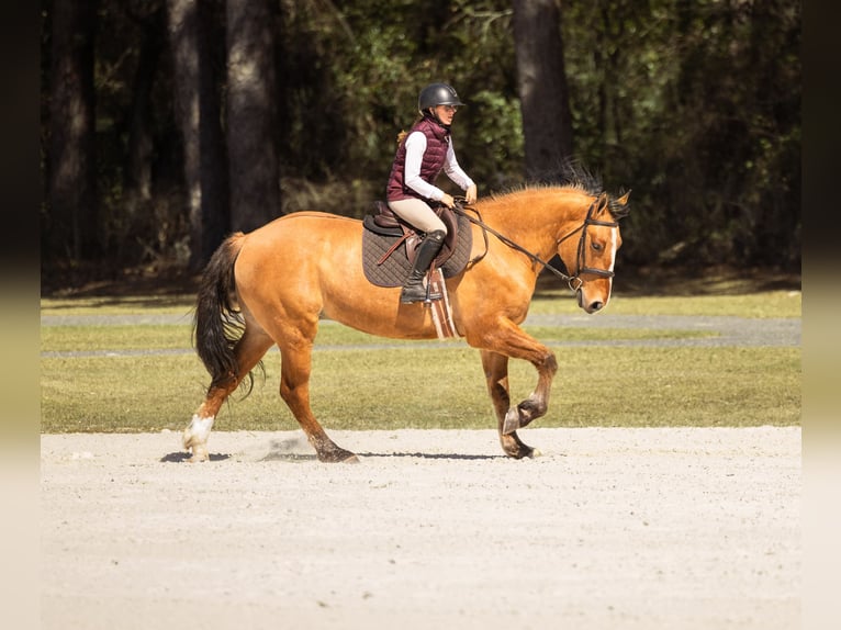 Draft Horse Mix Gelding 4 years 15.3 hh Dun in Ocala