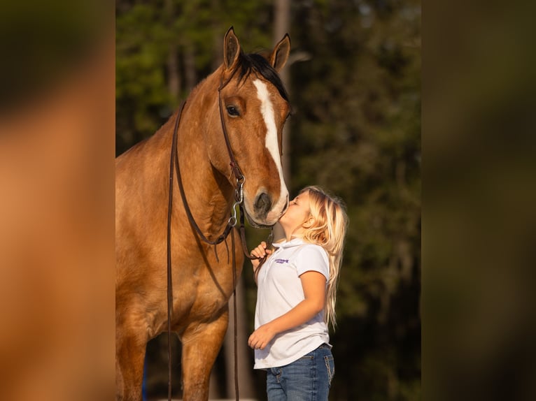 Draft Horse Mix Gelding 4 years 15.3 hh Dun in Ocala