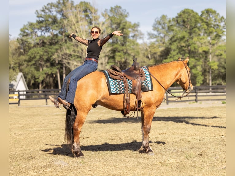 Draft Horse Mix Gelding 4 years 15.3 hh Dun in Ocala