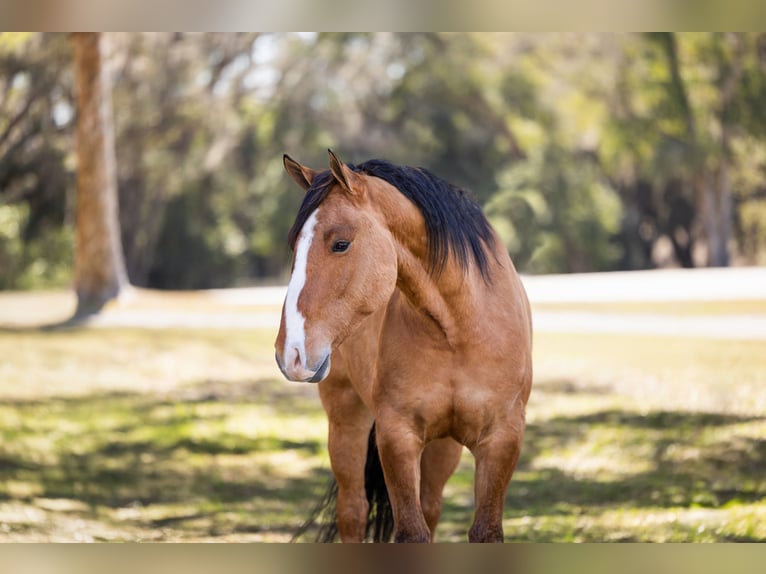 Draft Horse Mix Gelding 4 years 15.3 hh Dun in Ocala