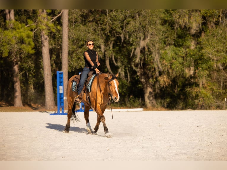 Draft Horse Mix Gelding 4 years 15.3 hh Dun in Ocala