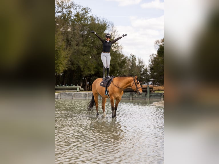 Draft Horse Mix Gelding 4 years 15.3 hh Dun in Ocala