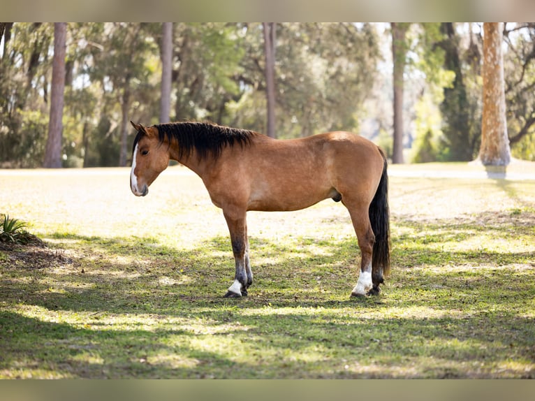 Draft Horse Mix Gelding 4 years 15.3 hh Dun in Ocala