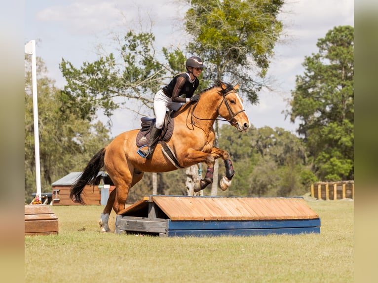 Draft Horse Mix Gelding 4 years 15.3 hh Dun in Ocala