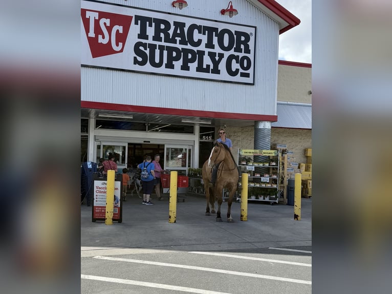 Draft Horse Mix Gelding 4 years 15.3 hh Dun in Ocala