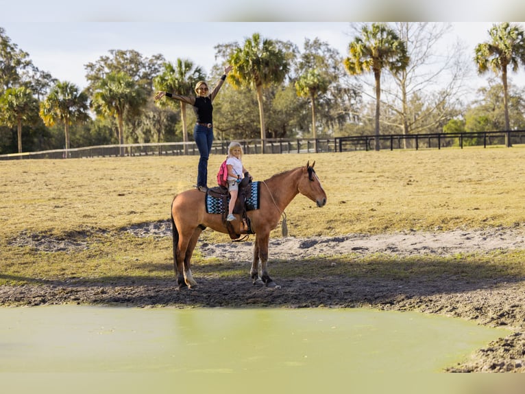 Draft Horse Mix Gelding 4 years 15.3 hh Dun in Ocala