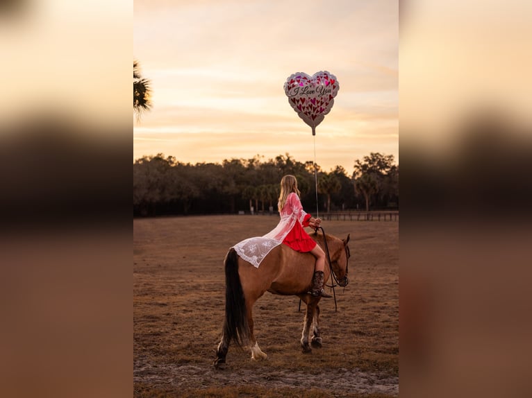 Draft Horse Mix Gelding 4 years 15.3 hh Dun in Ocala