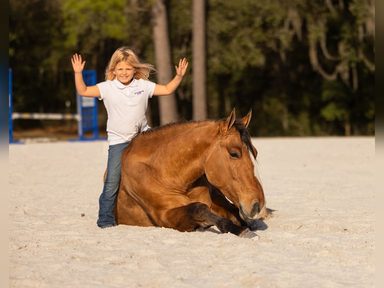 Draft Horse Mix Gelding 4 years 15.3 hh Dun in Ocala