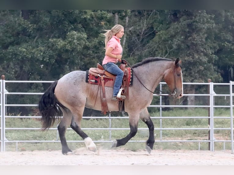 Draft Horse Mix Gelding 4 years 15,3 hh Roan-Bay in Mount Vernon