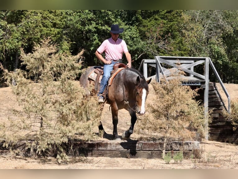 Draft Horse Mix Gelding 4 years 15,3 hh Roan-Bay in Mount Vernon