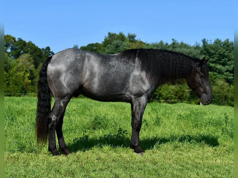 Draft Horse Mix Gelding 4 years 15,3 hh Roan-Blue in Howard, PA