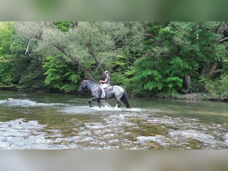 Draft Horse Mix Gelding 4 years 15,3 hh Roan-Blue in Howard, PA