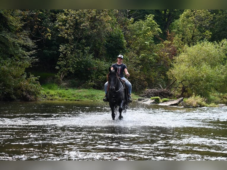 Draft Horse Mix Gelding 4 years 15,3 hh Roan-Blue in Howard, PA