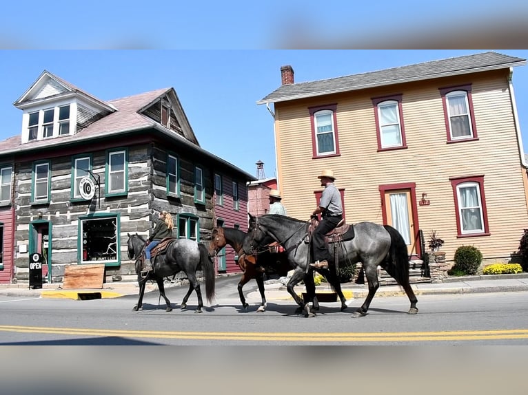 Draft Horse Mix Gelding 4 years 15,3 hh Roan-Blue in Howard, PA