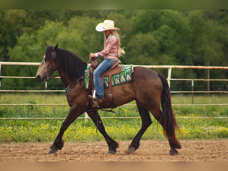 Draft Horse Mix Gelding 4 years 15 hh Buckskin in Baxter Springs