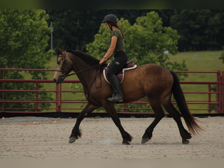 Draft Horse Mix Gelding 4 years 15 hh Buckskin in Baxter Springs