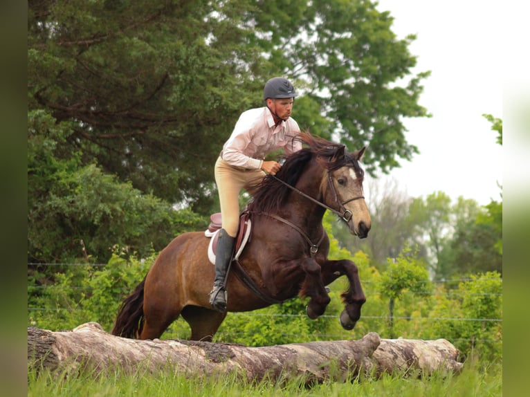 Draft Horse Mix Gelding 4 years 15 hh Buckskin in Baxter Springs
