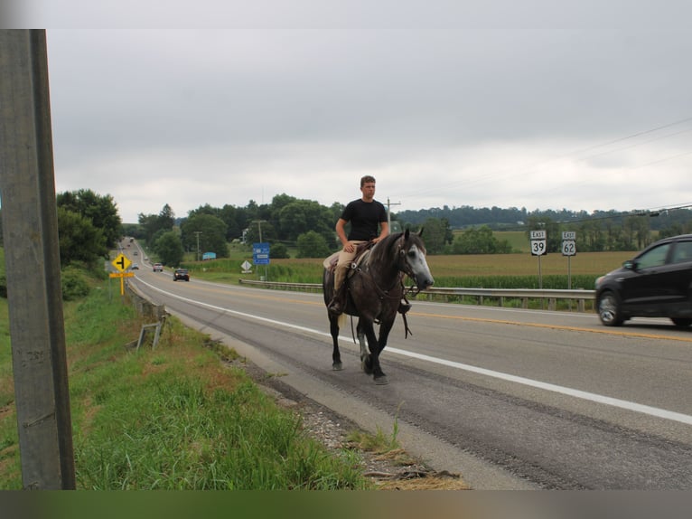 Draft Horse Mix Gelding 4 years 15 hh Grey in Millersburg