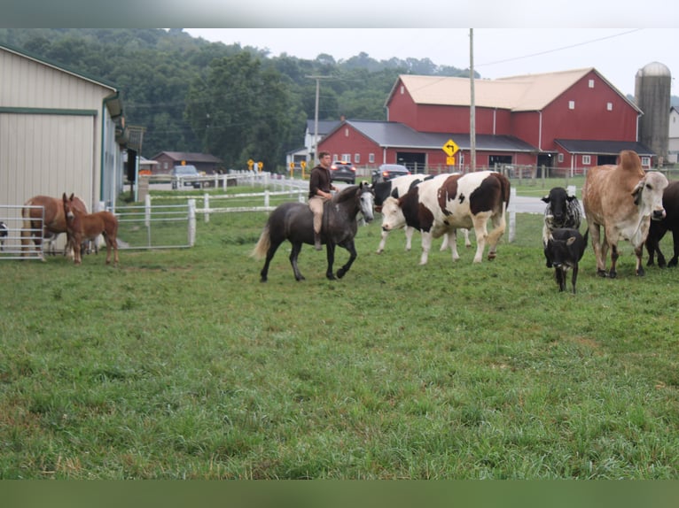 Draft Horse Mix Gelding 4 years 15 hh Grey in Millersburg