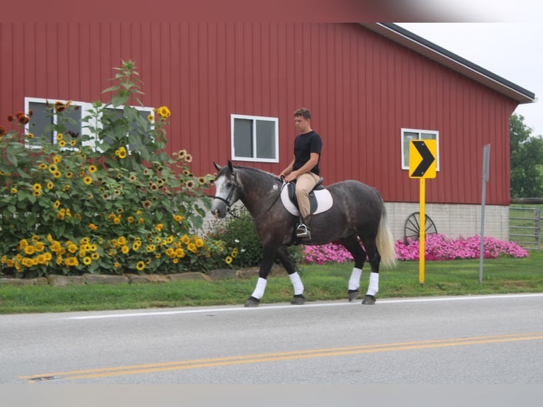 Draft Horse Mix Gelding 4 years 15 hh Grey in Millersburg