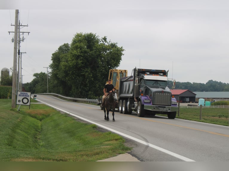 Draft Horse Mix Gelding 4 years 15 hh Grey in Millersburg