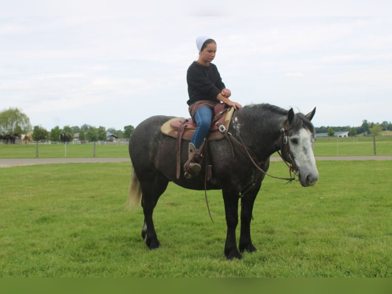 Draft Horse Mix Gelding 4 years 15 hh Grey in Millersburg