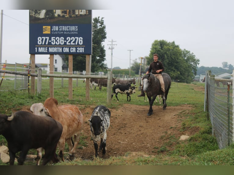 Draft Horse Mix Gelding 4 years 15 hh Grey in Millersburg