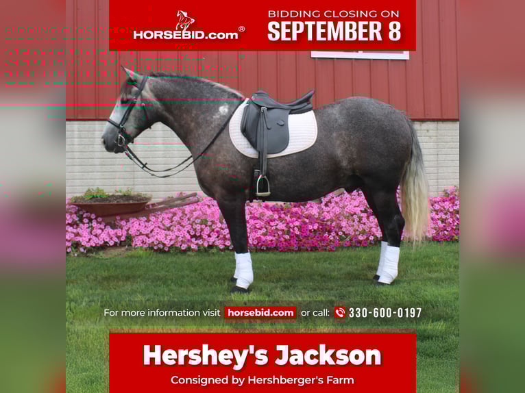 Draft Horse Mix Gelding 4 years 15 hh Grey in Millersburg