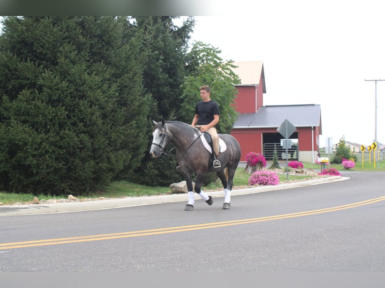 Draft Horse Mix Gelding 4 years 15 hh Grey in Millersburg