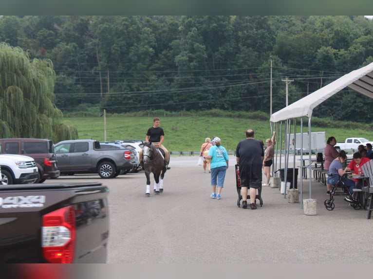 Draft Horse Mix Gelding 4 years 15 hh Grey in Millersburg