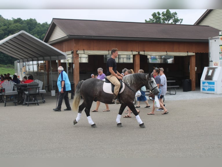 Draft Horse Mix Gelding 4 years 15 hh Grey in Millersburg