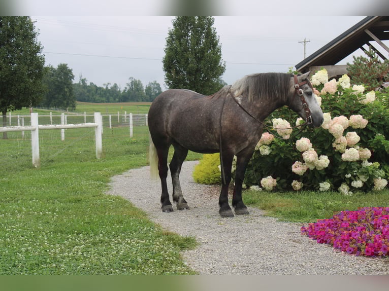 Draft Horse Mix Gelding 4 years 15 hh Grey in Millersburg
