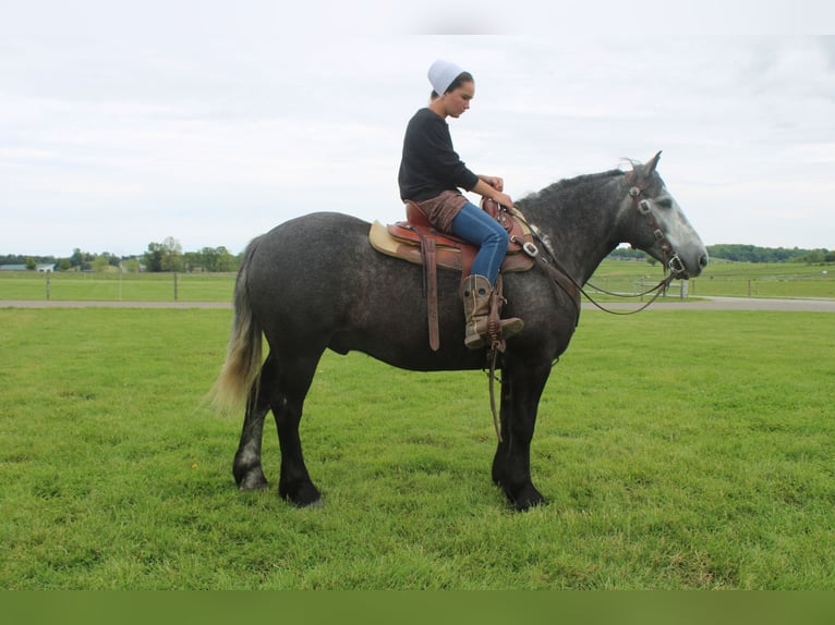Draft Horse Mix Gelding 4 years 15 hh Grey in Millersburg