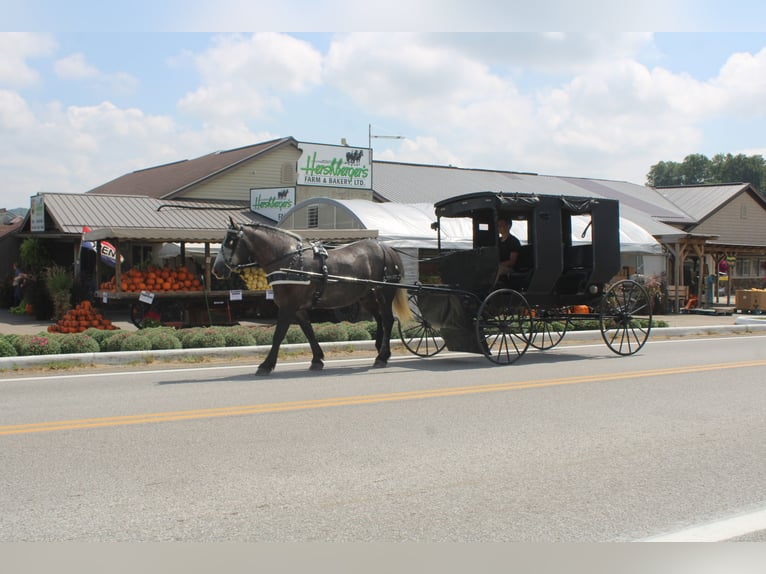 Draft Horse Mix Gelding 4 years 15 hh Grey in Millersburg