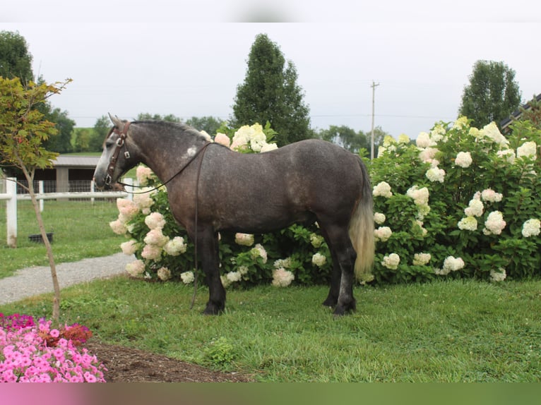 Draft Horse Mix Gelding 4 years 15 hh Grey in Millersburg
