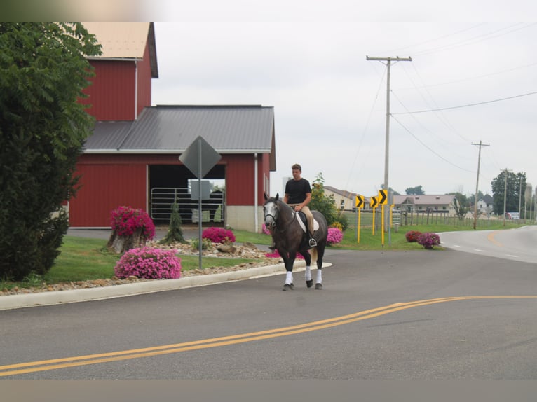 Draft Horse Mix Gelding 4 years 15 hh Grey in Millersburg